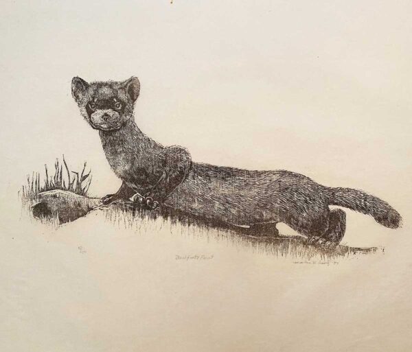 Black-footed Ferret - Martha Cawley