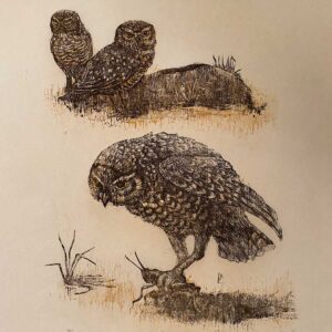 Burrowing Owl - Martha Cawley