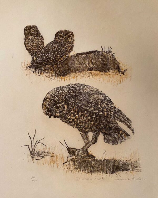 Burrowing Owl - Martha Cawley