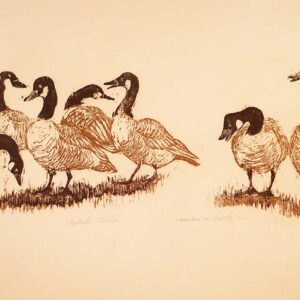 Canada Geese - Martha Cawley