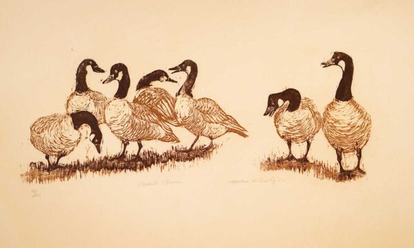 Canada Geese - Martha Cawley