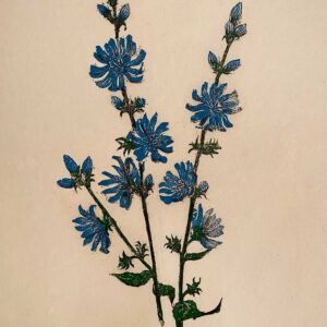 Common Chicory - Martha Cawley