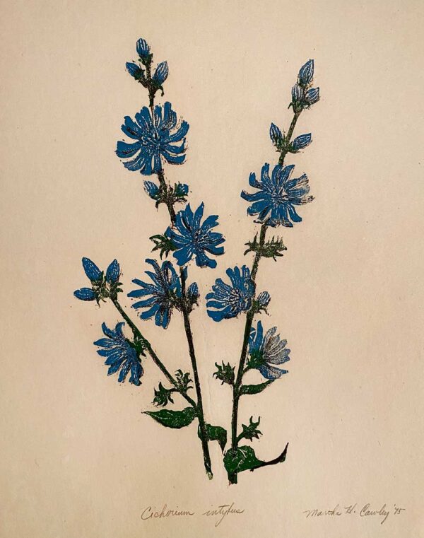 Common Chicory - Martha Cawley