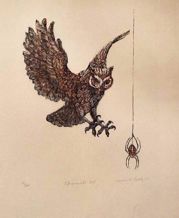 Flammulated Owl - Martha Cawley