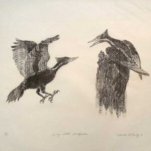 Ivory-billed Woodpecker - Martha Cawley