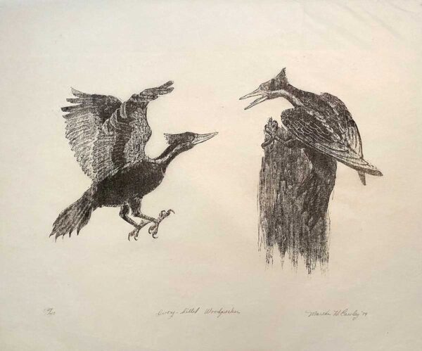 Ivory-billed Woodpecker - Martha Cawley