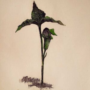 Jack in the Pulpit - Martha Cawley