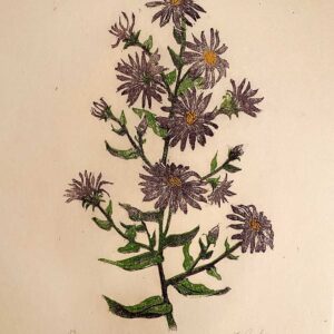 New England Aster - Martha Cawley