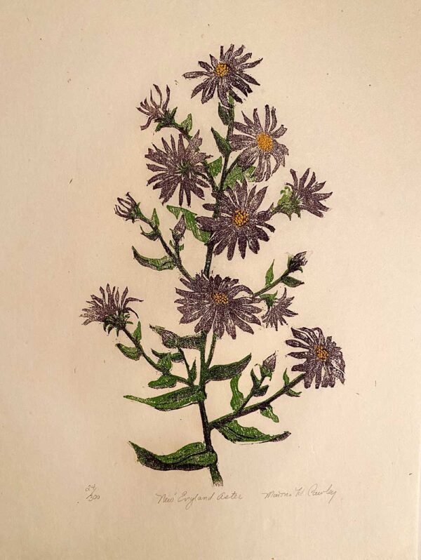 New England Aster - Martha Cawley