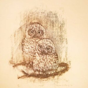 Owlets - Martha Cawley