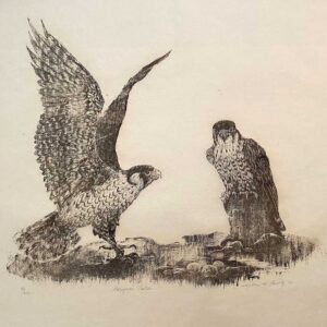 Peregrine Falcon - Martha Cawley