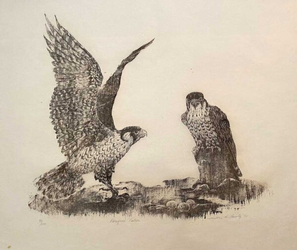 Peregrine Falcon - Martha Cawley