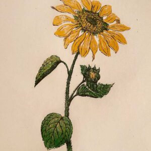 Prairie Sunflower - Martha Cawley