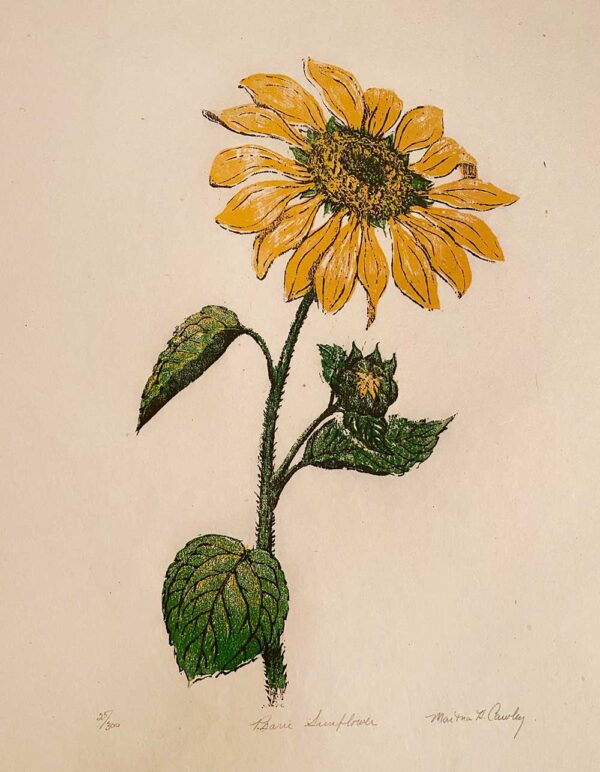 Prairie Sunflower - Martha Cawley