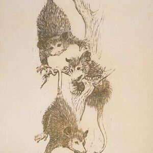 Swinging Possums - Martha Cawley