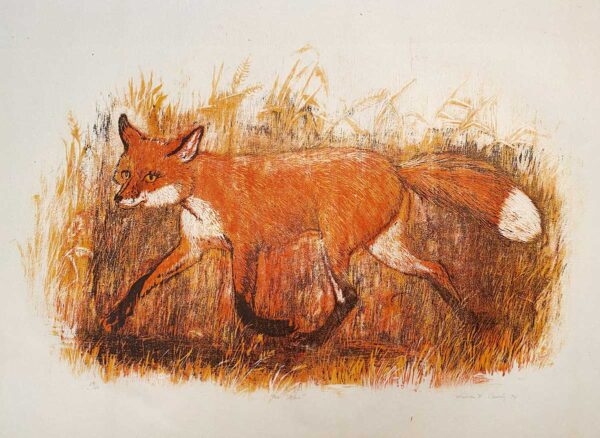 Vixen - Martha Cawley